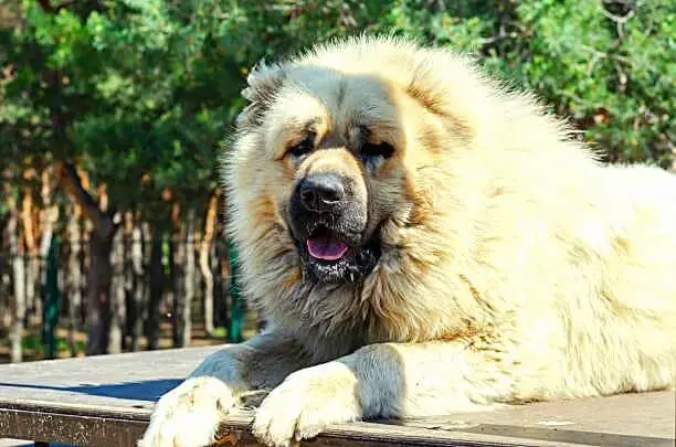 Caucasian Shepherd Dog