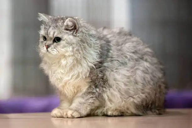 Selkirk Rex
