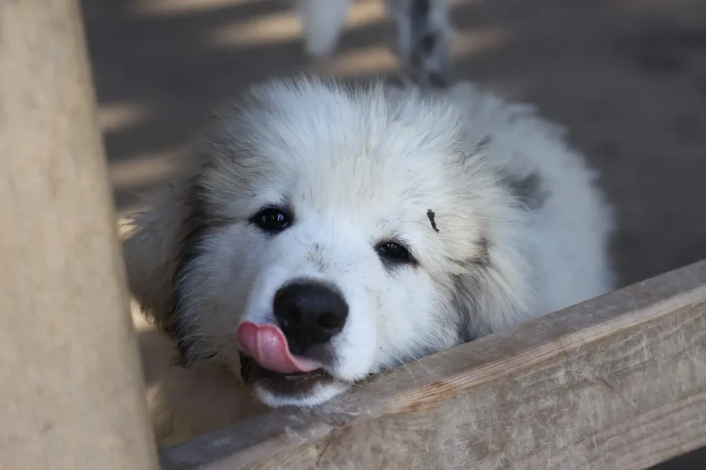 Great Pyrenees dog