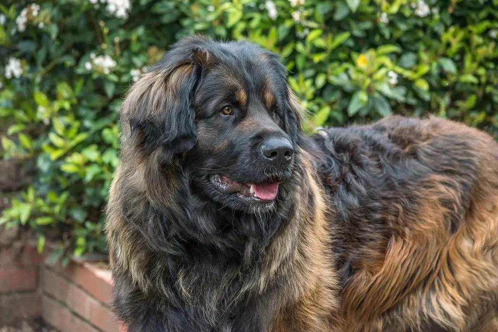 Leonberger