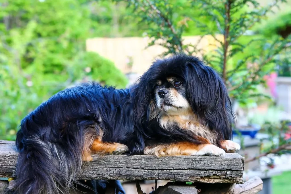 Tibetan Mastiff