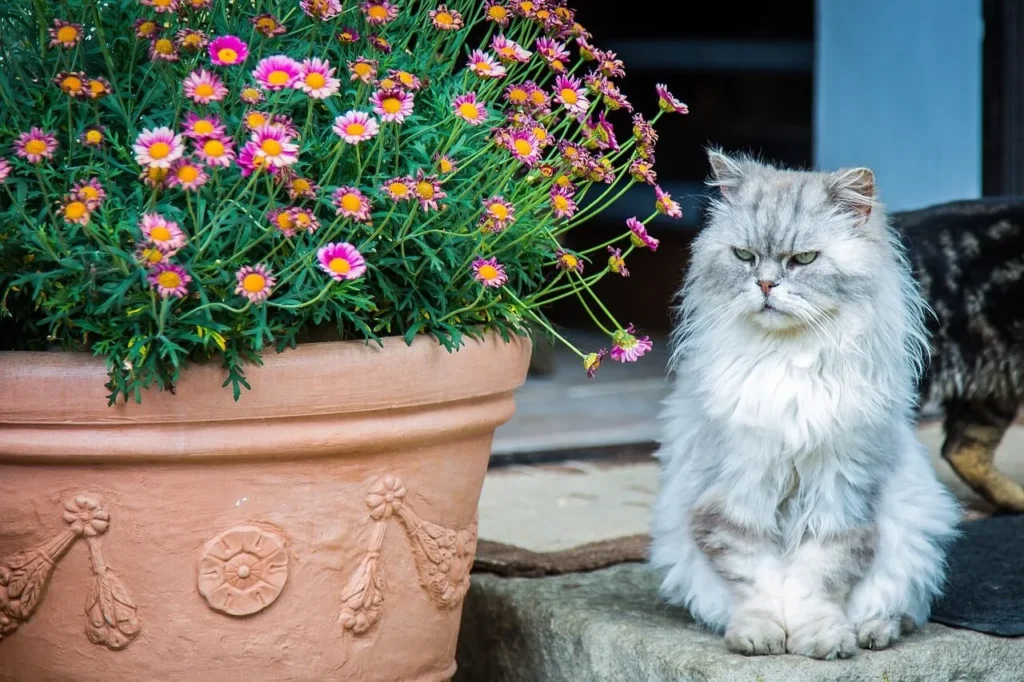 Types of Aesthetic Cats