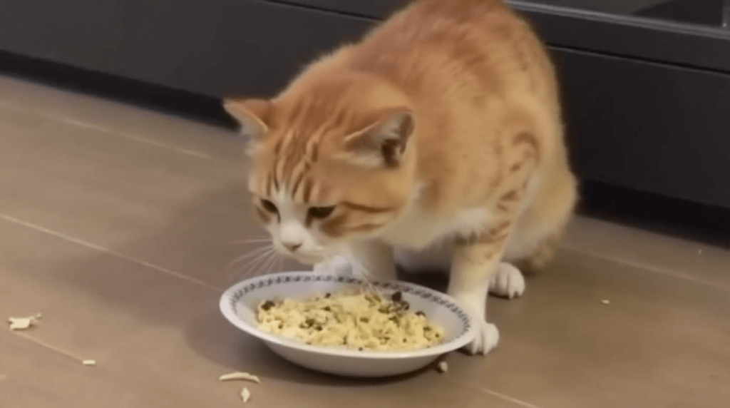 Cat Stops Eating