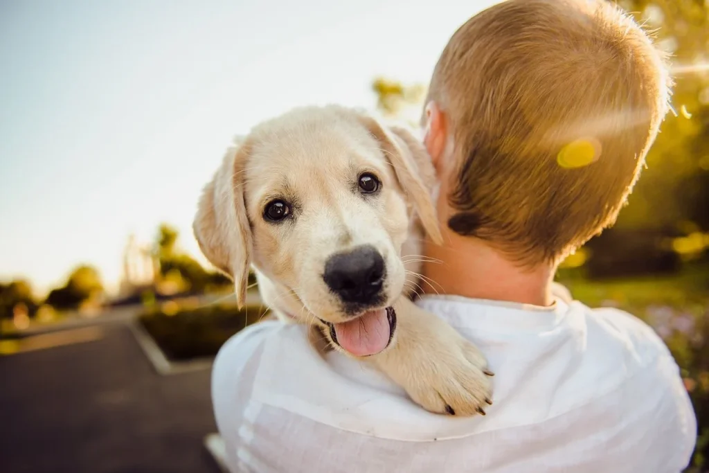 When Your Dog's Personality Changes: Helping Your Four-Legged Friend