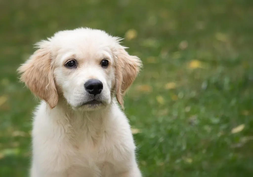  Golden Retriever