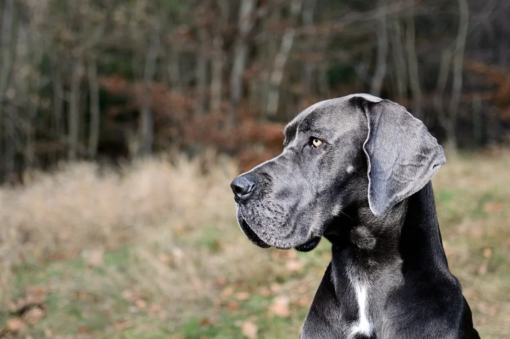 10 of the Largest Dog Breeds