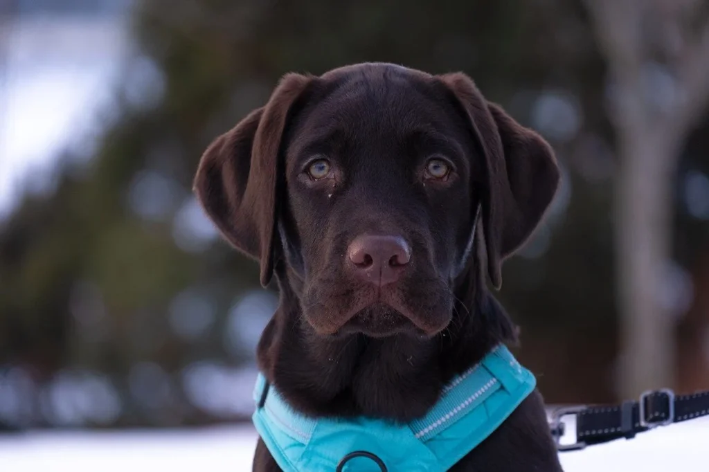 2. Labrador Retriever