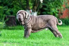 neapolitan mastiff dog