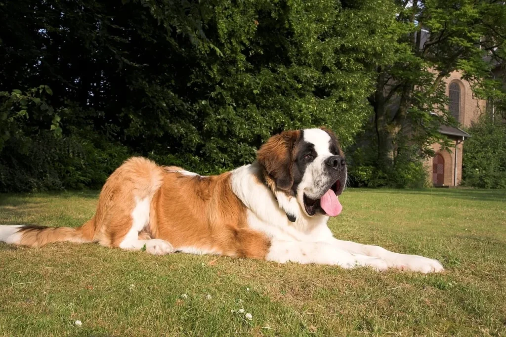  the Largest Dog Breeds