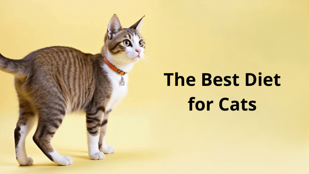 The Best Diet for Cats