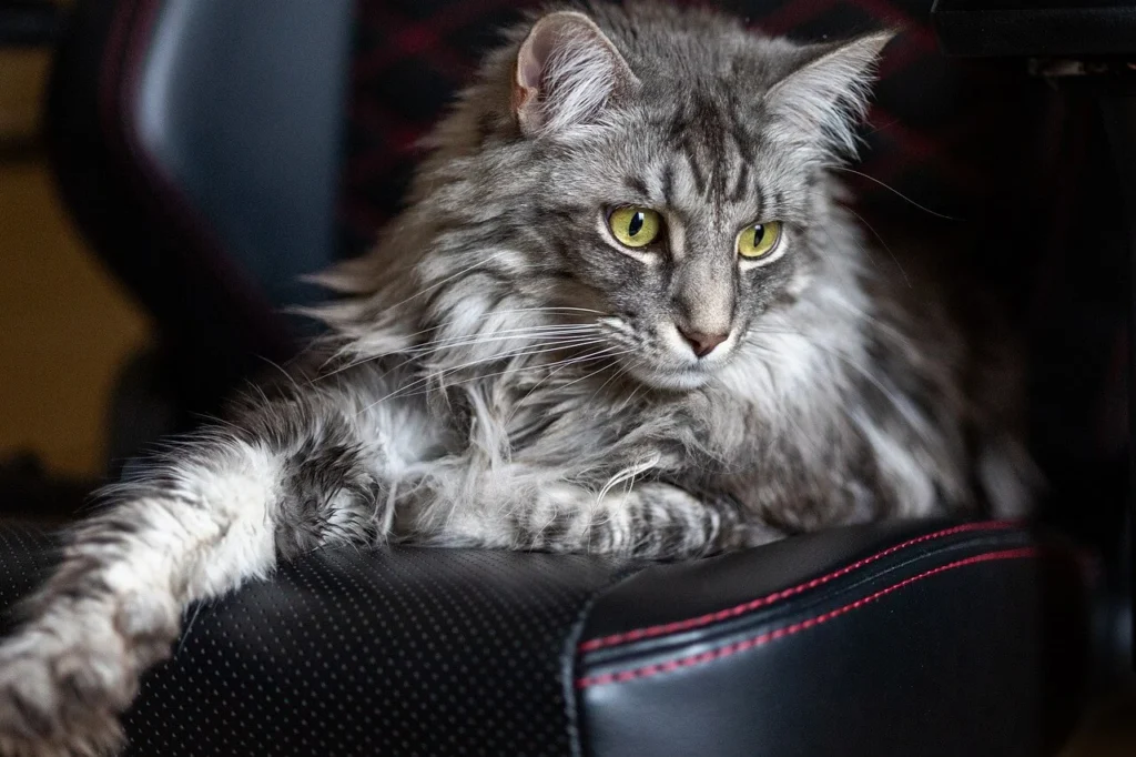 Maine Coon health problems: possible solutions