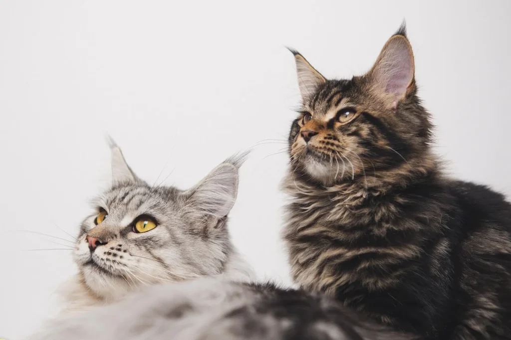 Maine Coon health problems: possible solutions